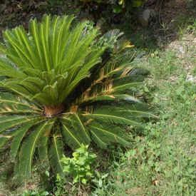 Cycas